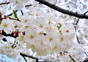 c1.hotels.washington.cherry.blossoms.spsec