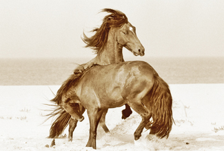 Canada’s Sable Island: Unspoiled Haven for Feral Horses Canada’s Sable Island: Unspoiled Haven for Feral Horses
