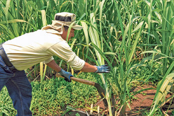 Productivity, Social Responsibility Drive Guatemalan Export Profits Productivity, Social Responsibility Drive Guatemalan Export Profits