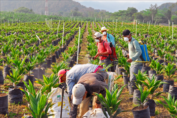 a6.guatemala.spray.story