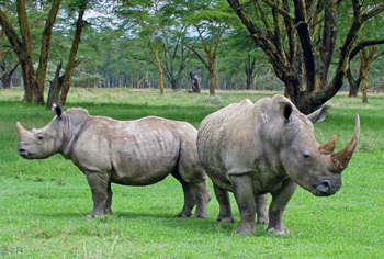 Ex-Lawmaker Sounds Alarm On Wildlife Poaching Epidemic Ex-Lawmaker Sounds Alarm On Wildlife Poaching Epidemic