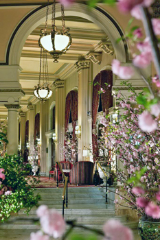 Cherry Blossoms Are Welcome Sight For Winter-Weary Washingtonians Cherry Blossoms Are Welcome Sight For Winter-Weary Washingtonians
