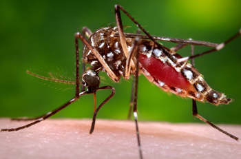 Spread of Zika Virus Alarms Ambassadors in Washington Spread of Zika Virus Alarms Ambassadors in Washington