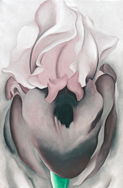 b1.nature.okeeffe.black.iris.story