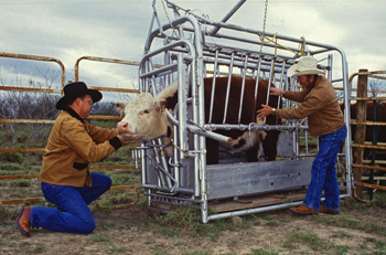 a3.tpp.cattle.story