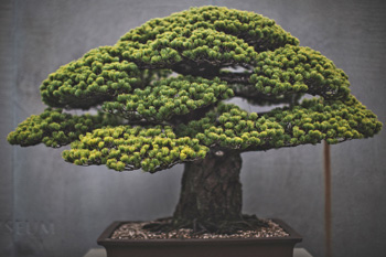 Japanese Venues Showcase Tranquil World of the Bonsai Japanese Venues Showcase Tranquil World of the Bonsai